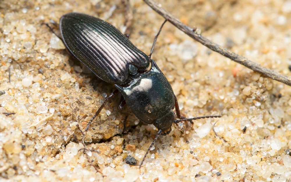 Щелкун Selatosomus melancholicus