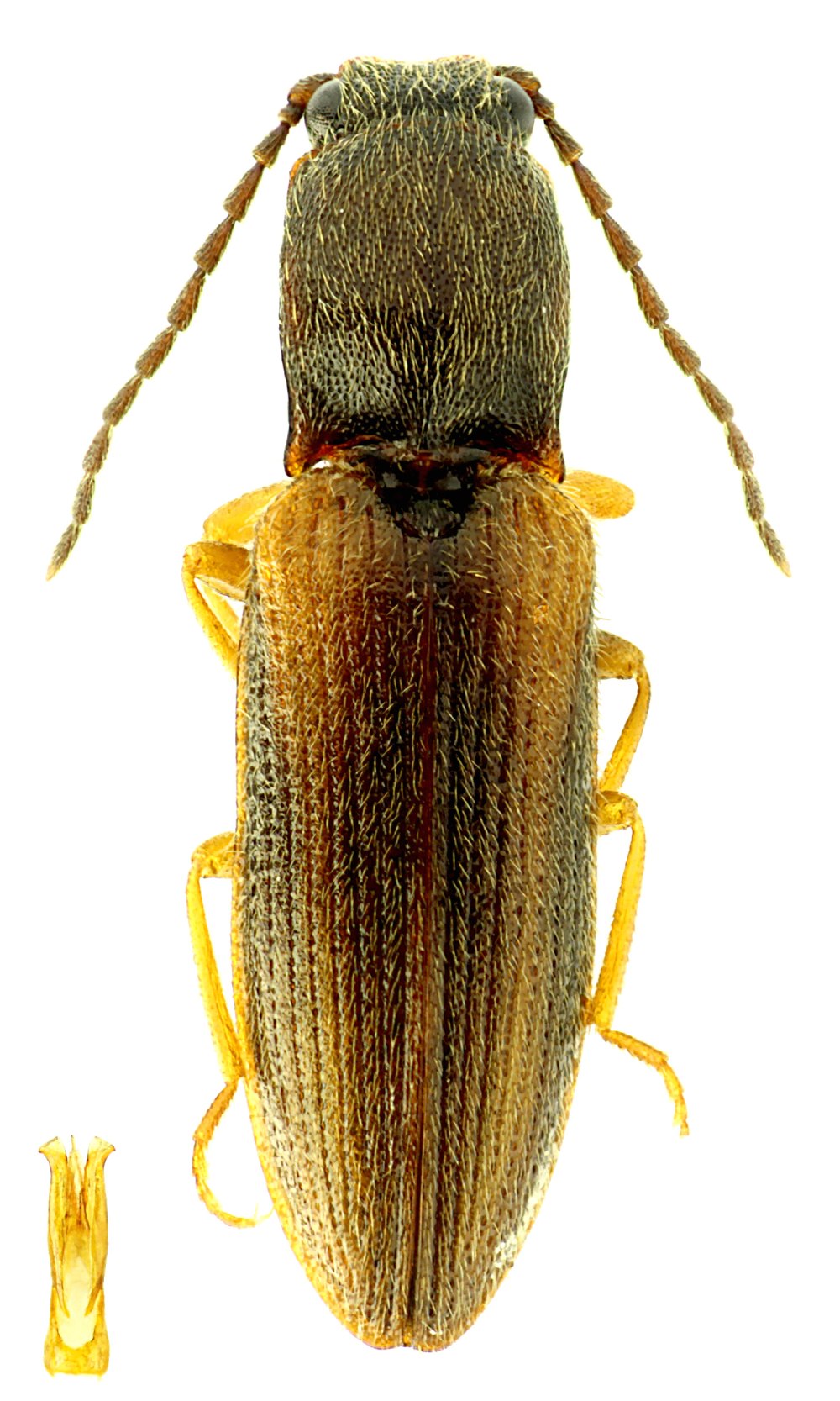 Щелкун Athous (Haplathous)