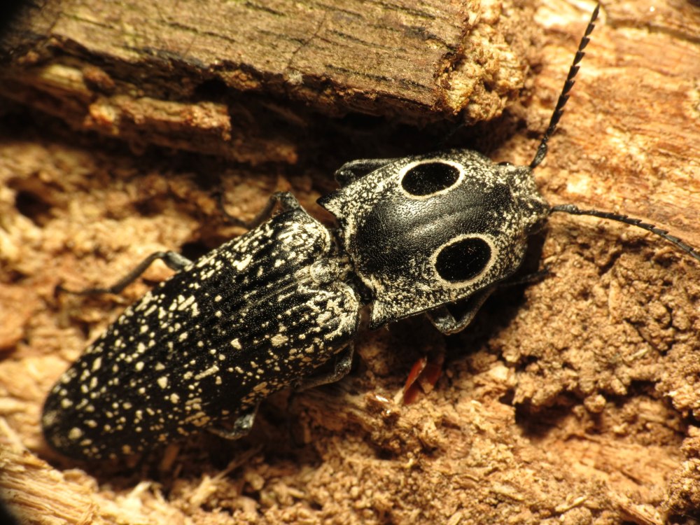 Calais parreysii