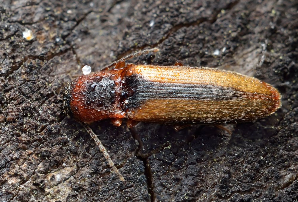 Dalopius marginatus