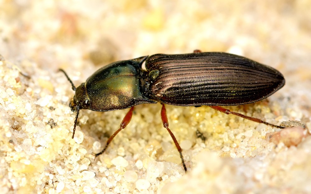 Malachius aeneus (Linnaeus, 1758)