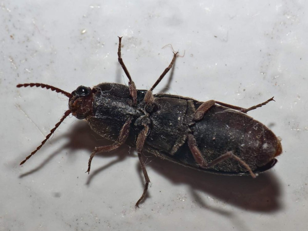 Черный Жук Elateridae