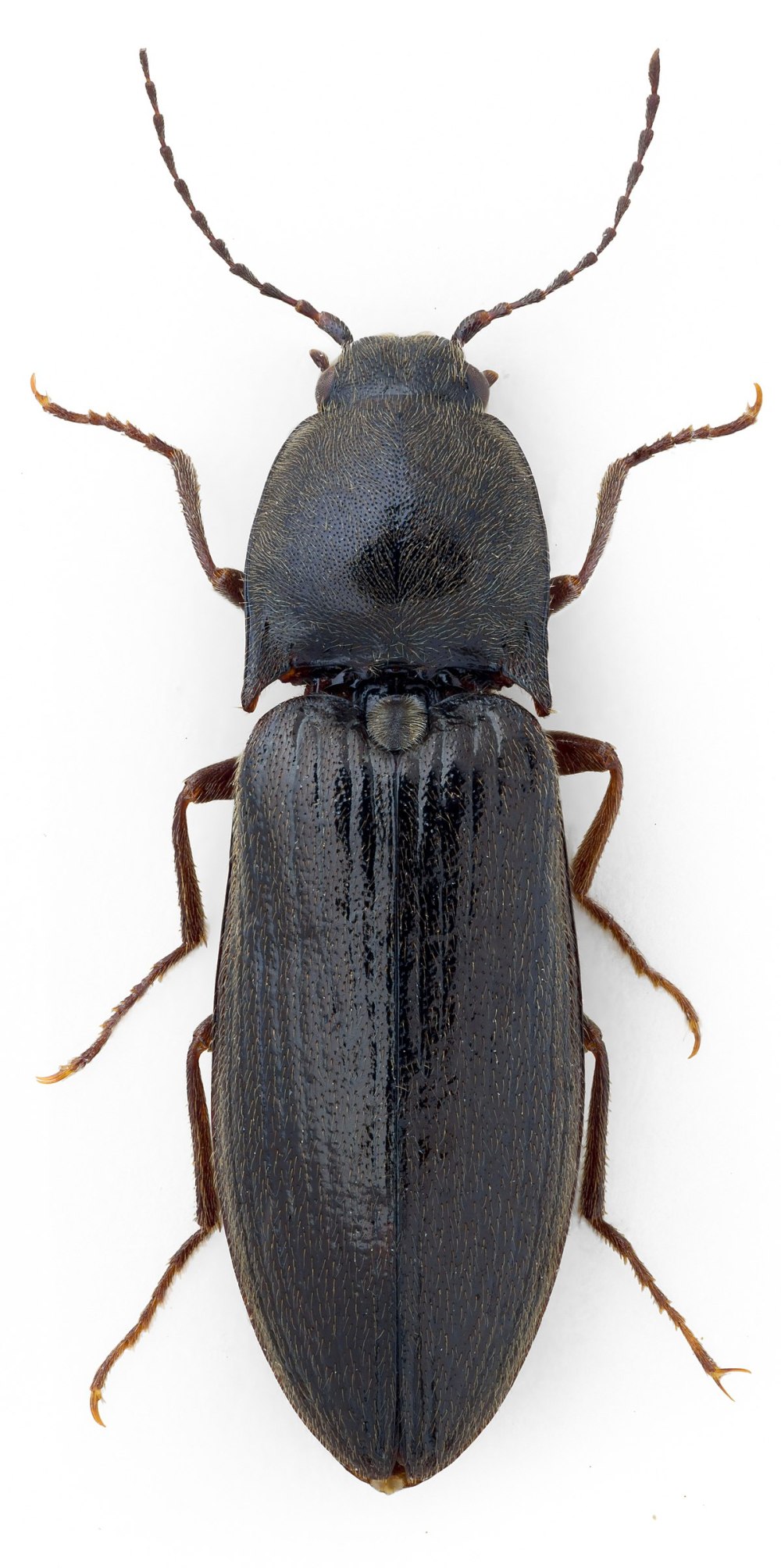 Agriotes sputator