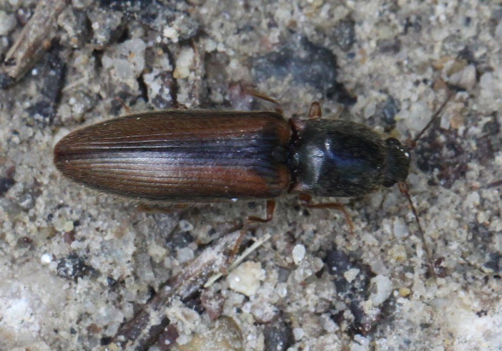 Athous vittatus