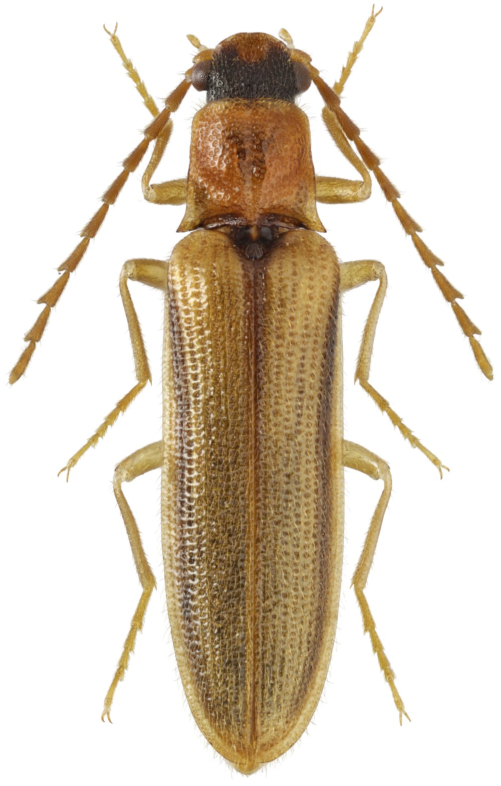 Denticollis Rubens