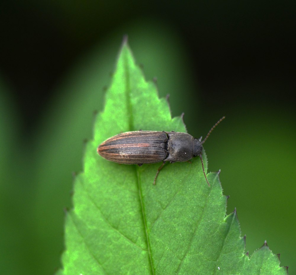 Agriotes lineatus