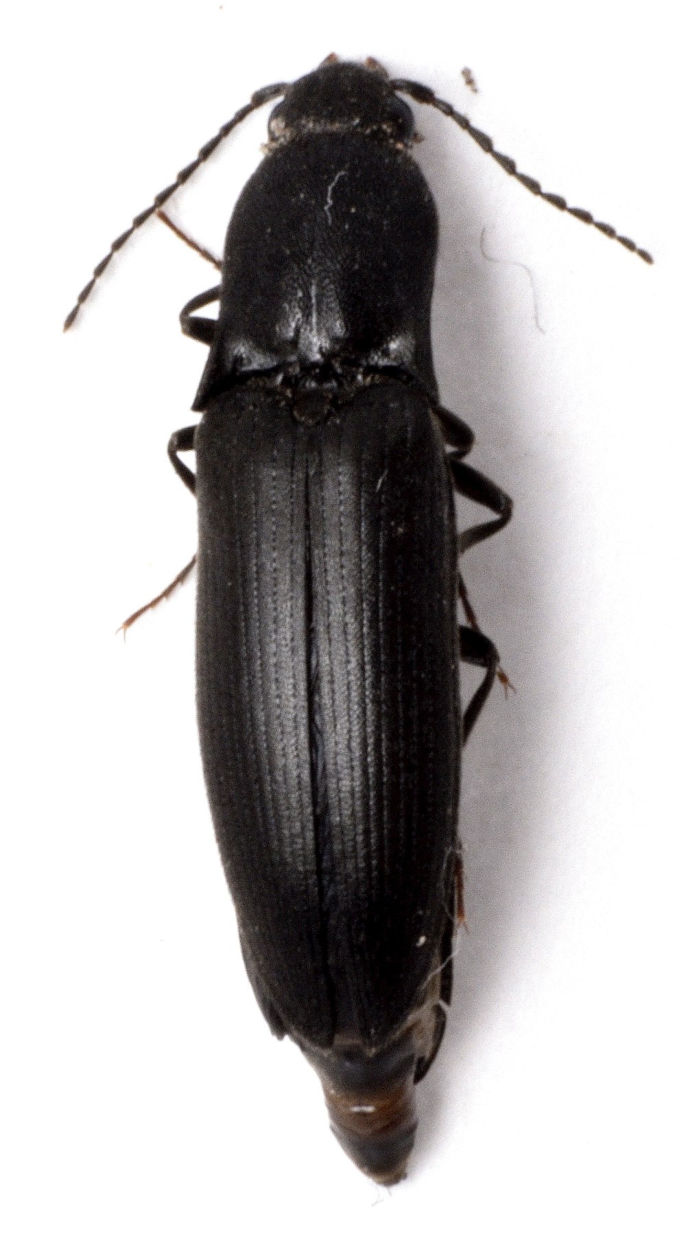 Ectinus aterrimus