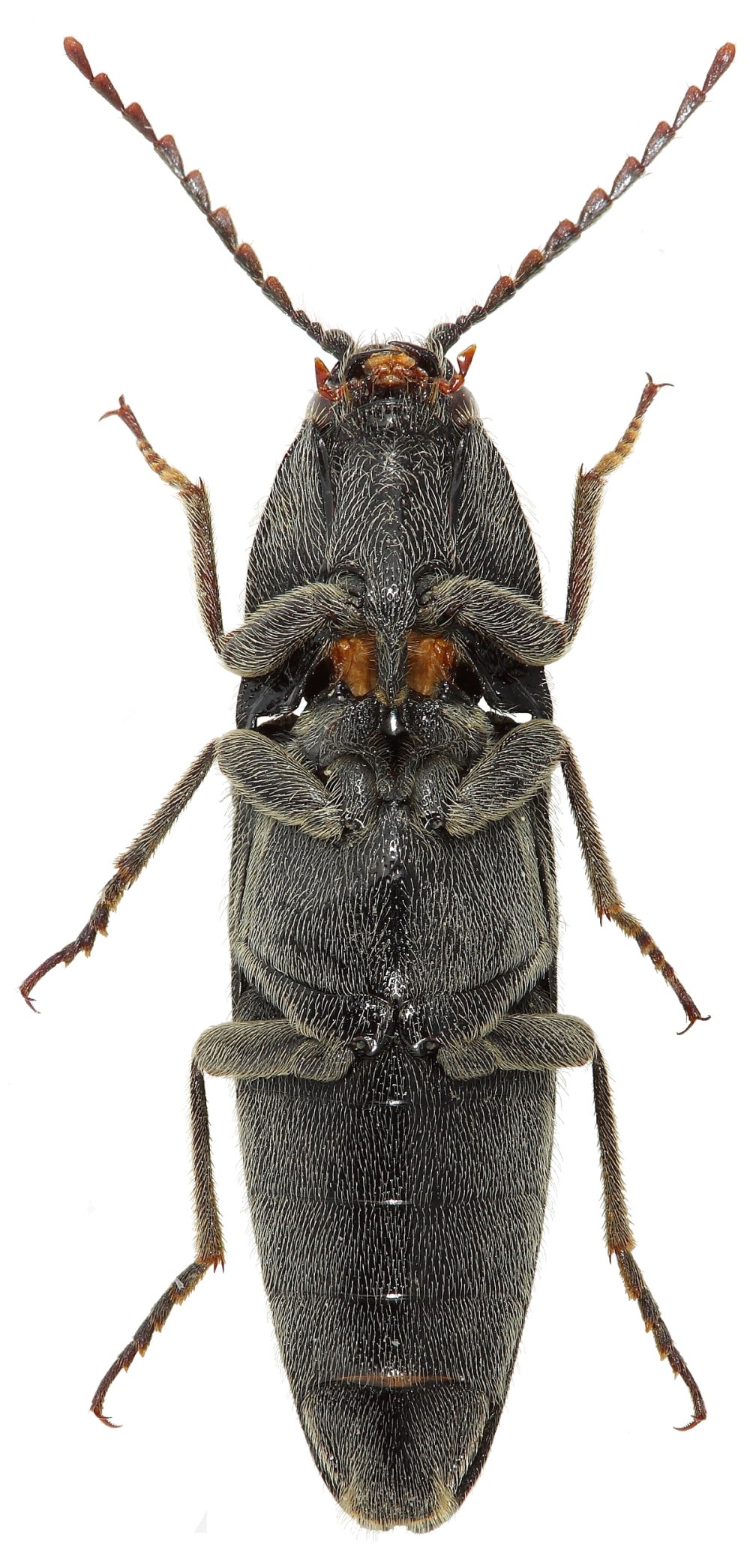 Melanotus castanipes (Paykull, 1800) (=rufipes (Herbst))