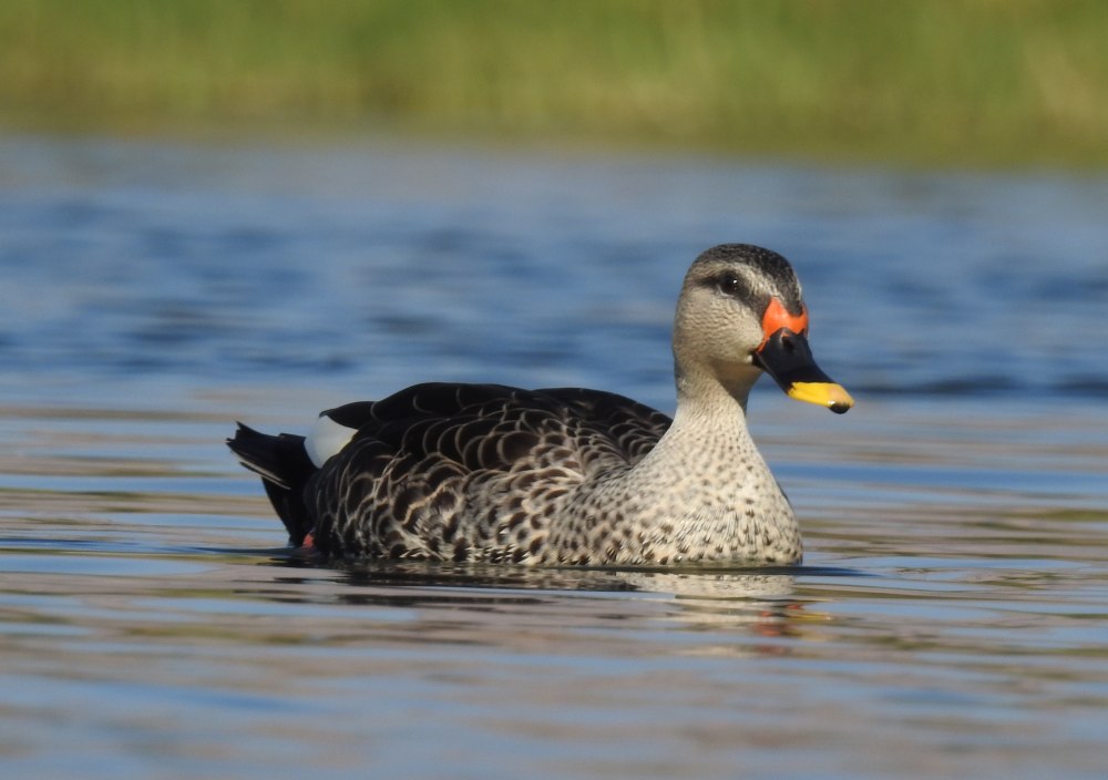 Indian spot-billed Duck