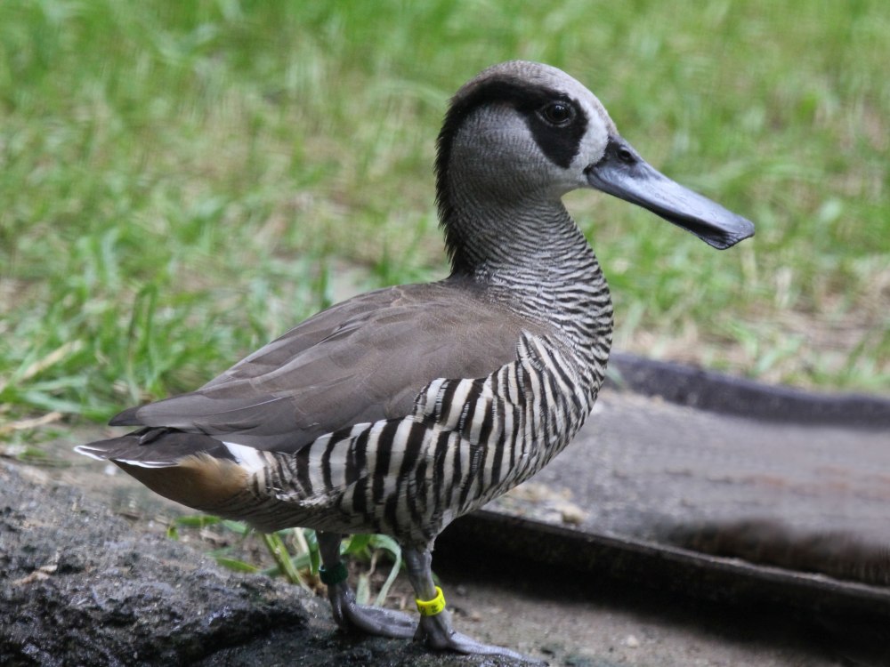 Malacorhynchus membranaceus