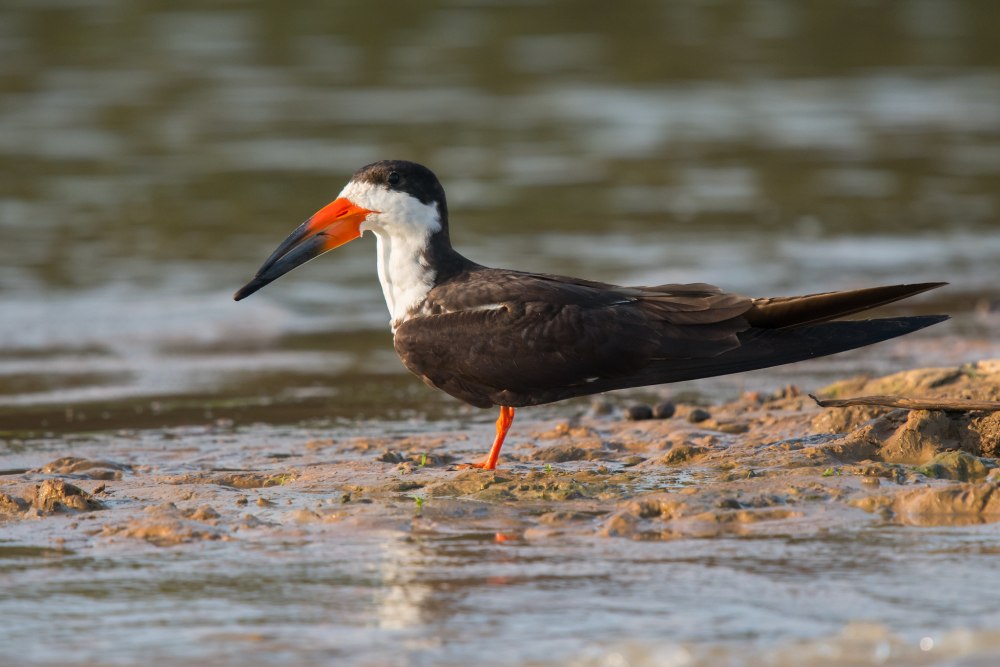 Клюв водореза