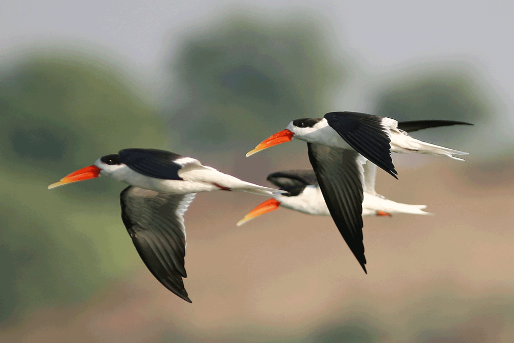 Largens Terns and Skimmer in Flight Birds of Kenya and Northern