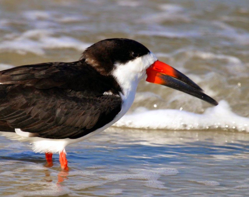 Black Skimmer