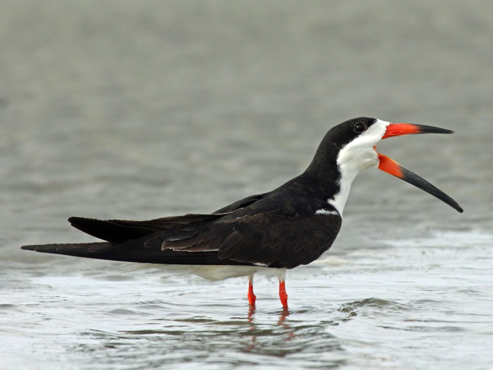 Black Skimmer