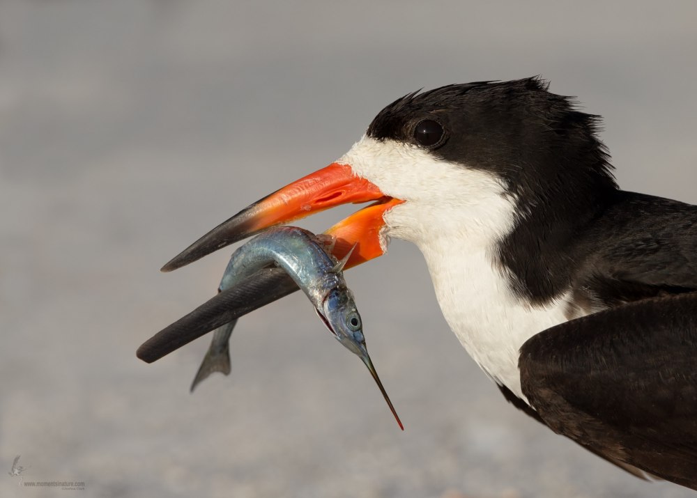 Black Skimmer