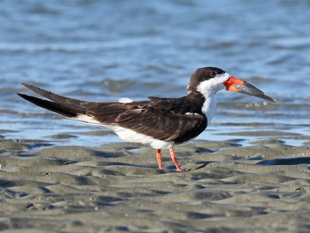 Black Skimmer