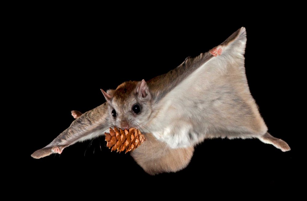 Летяга (Pteromys volans)