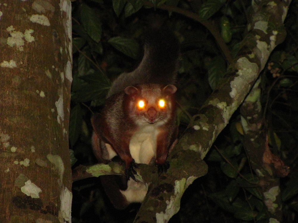 Red giant Flying Squirrel