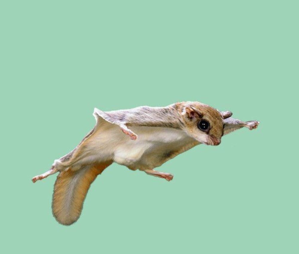 Японская летяга