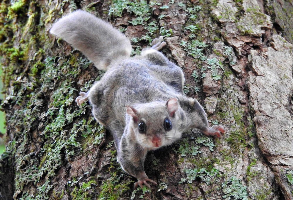 Летяга (Pteromys volans)