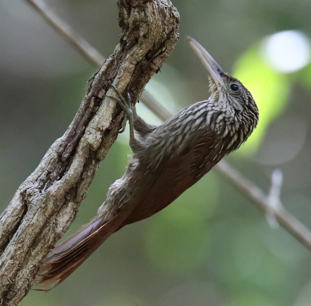 Wedge-billed Woodcreeper