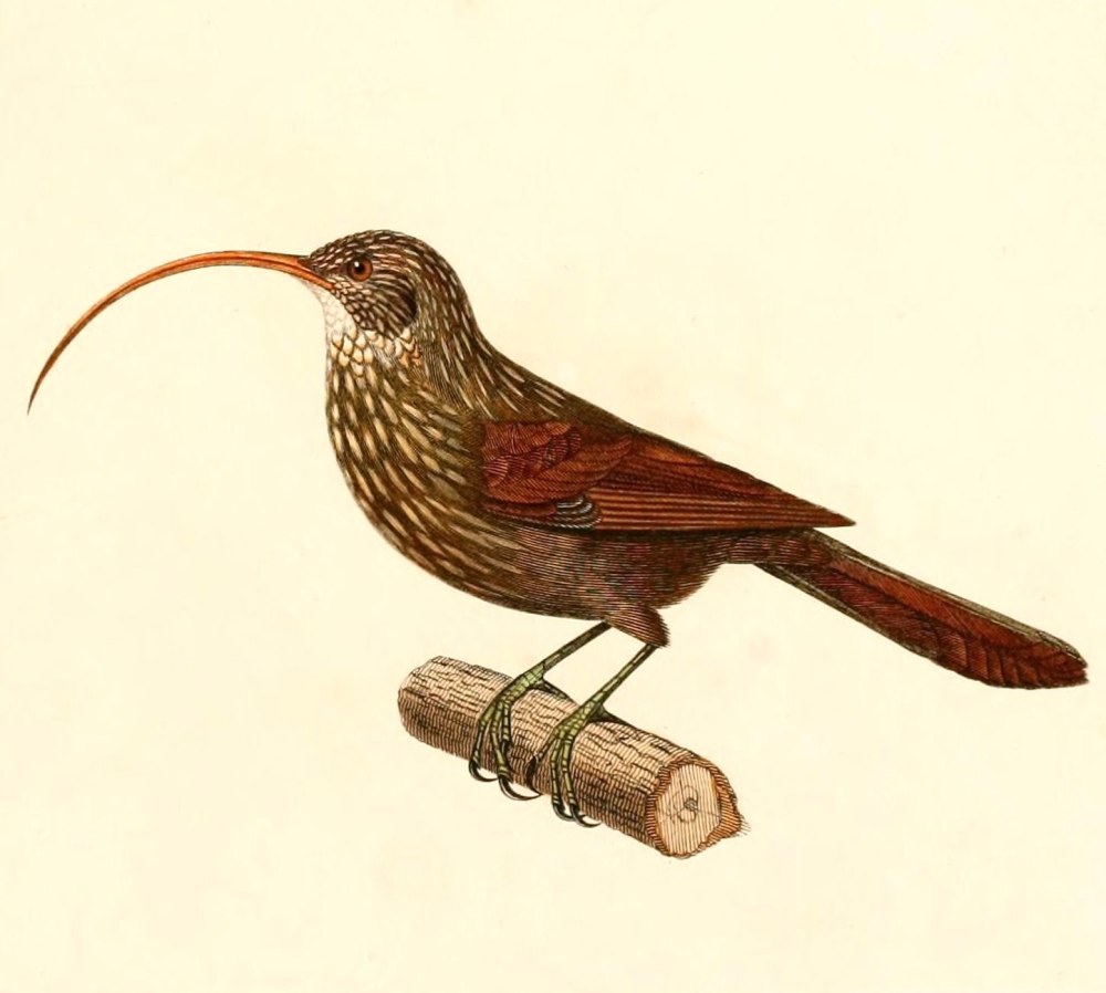 Campylorhamphus trochilirostris