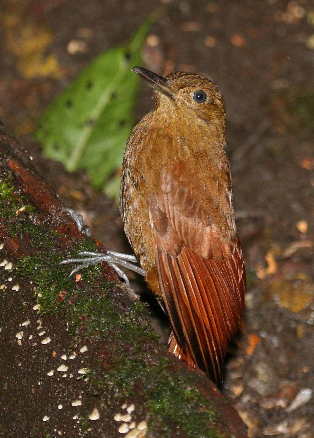 Furnariidae