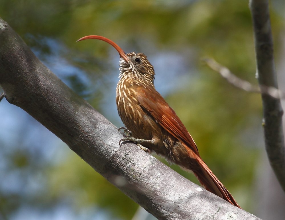 Campylorhamphus trochilirostris
