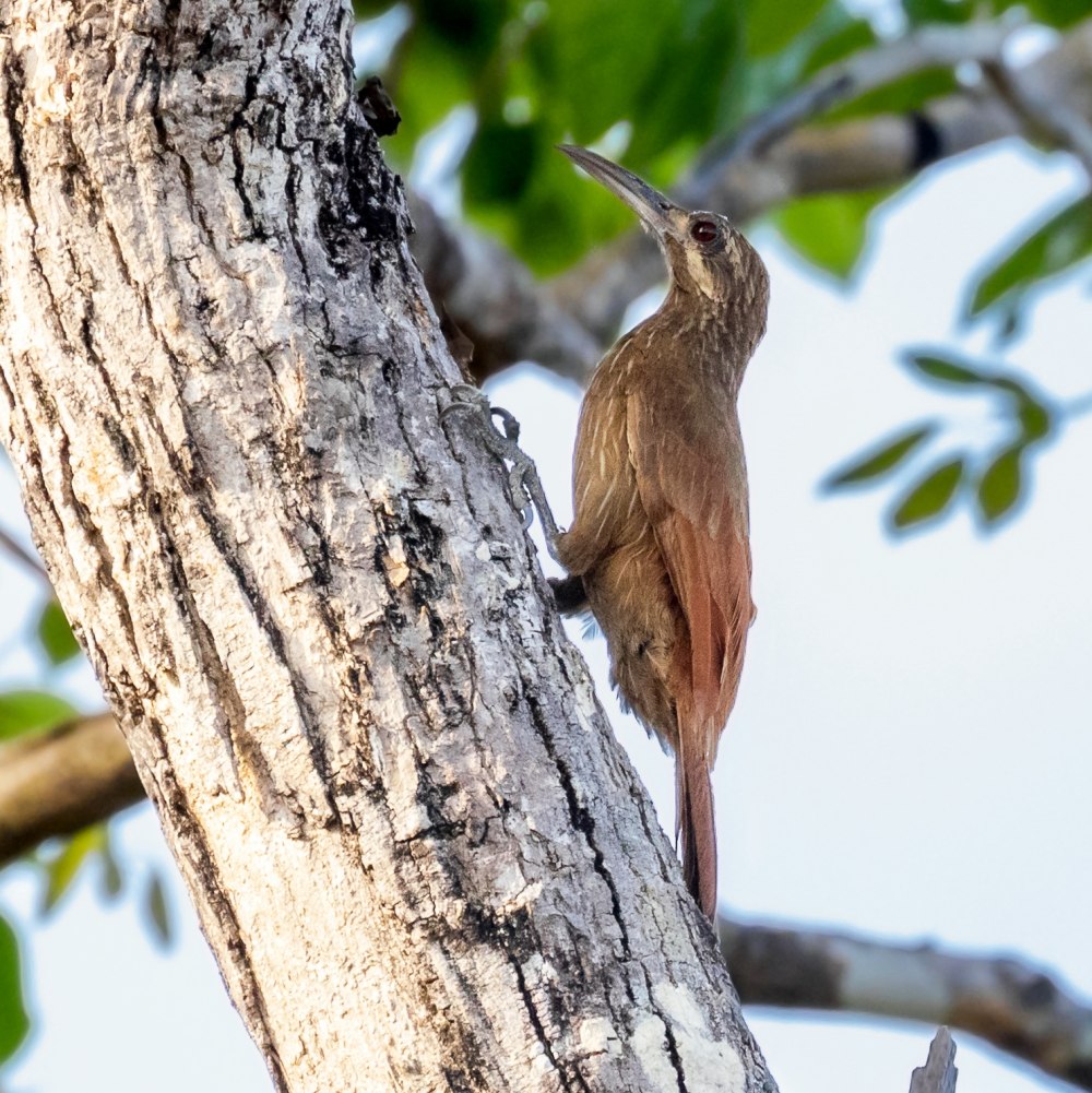 Xiphocolaptes albicollis)