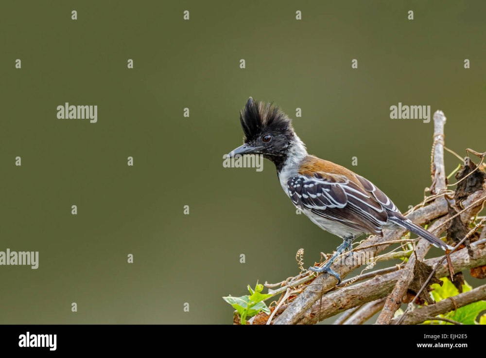 Sakesphorus canadensis