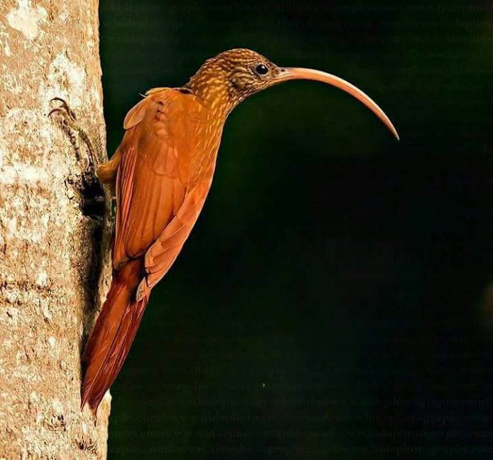Campylorhamphus trochilirostris