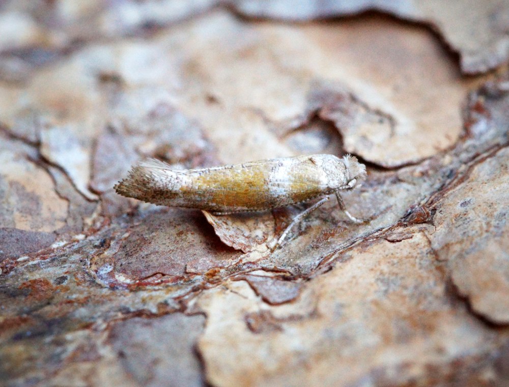 (Ochsenheimeria taurella Schiff.)