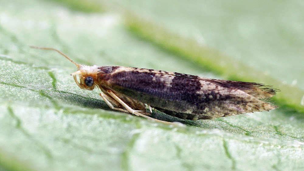Рябиновая моль Argyresthia conjugella