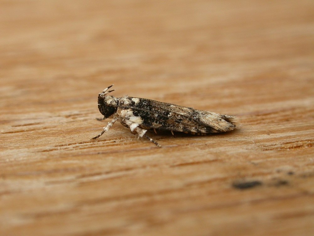 Gelechiidae