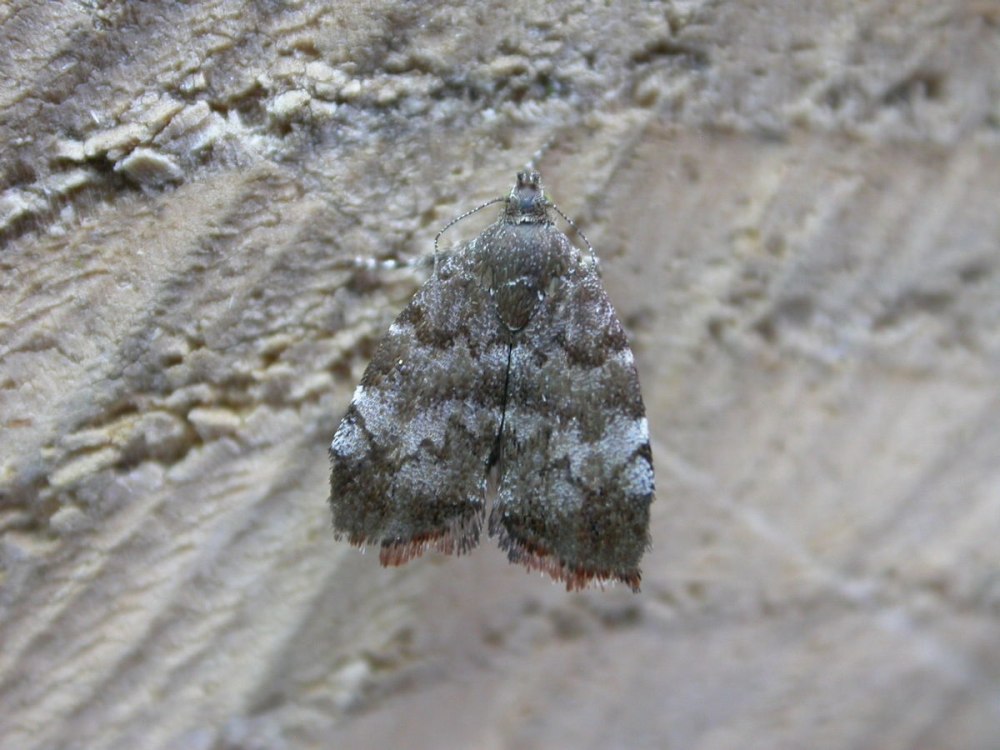 Choreutis Pariana