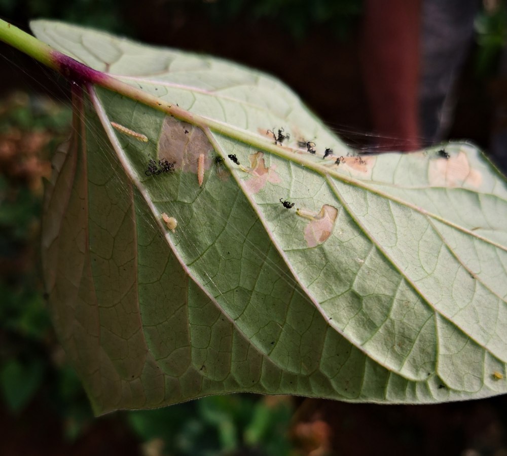 Leaf Miner Larvae