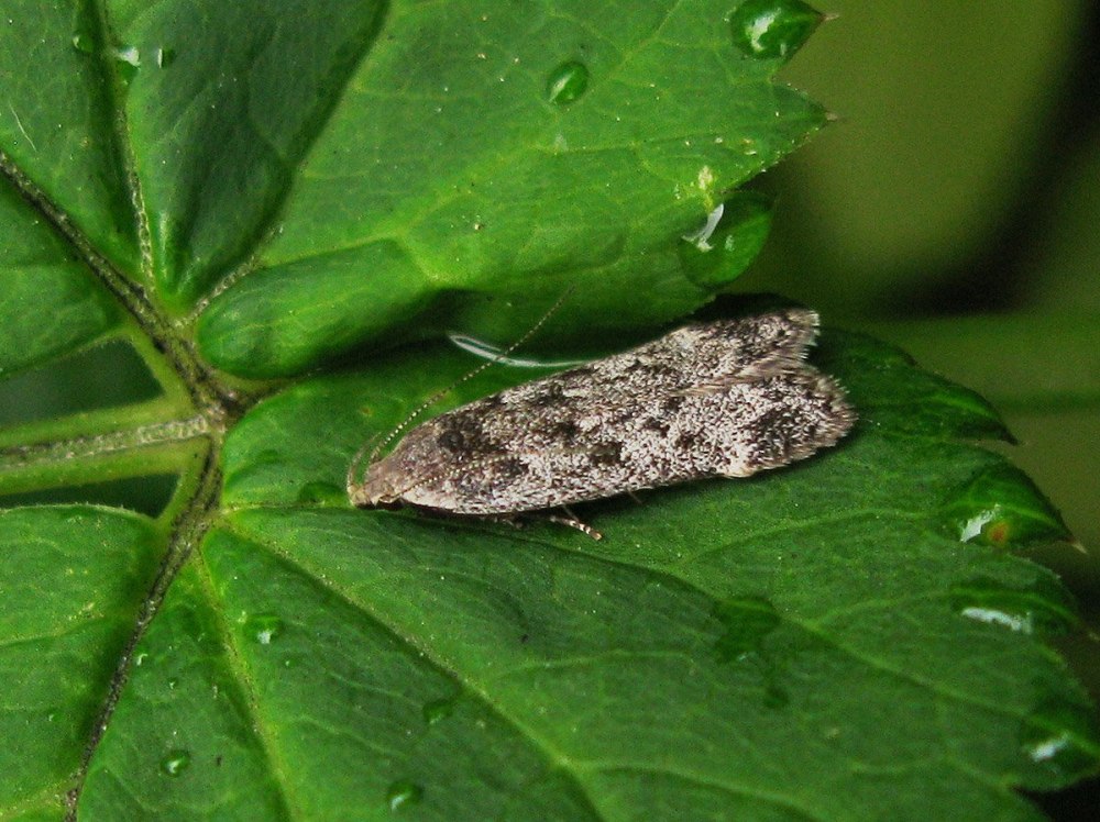 Anacampsis temerella Leaf