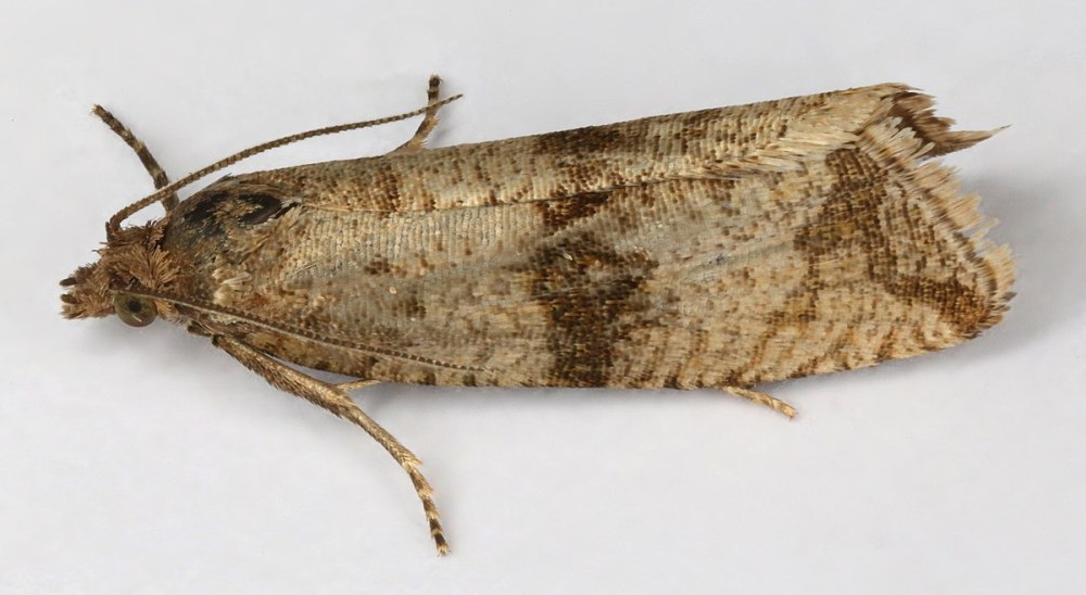 Celypha rurestrana