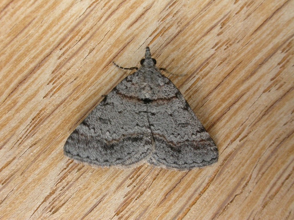Oenochrominae