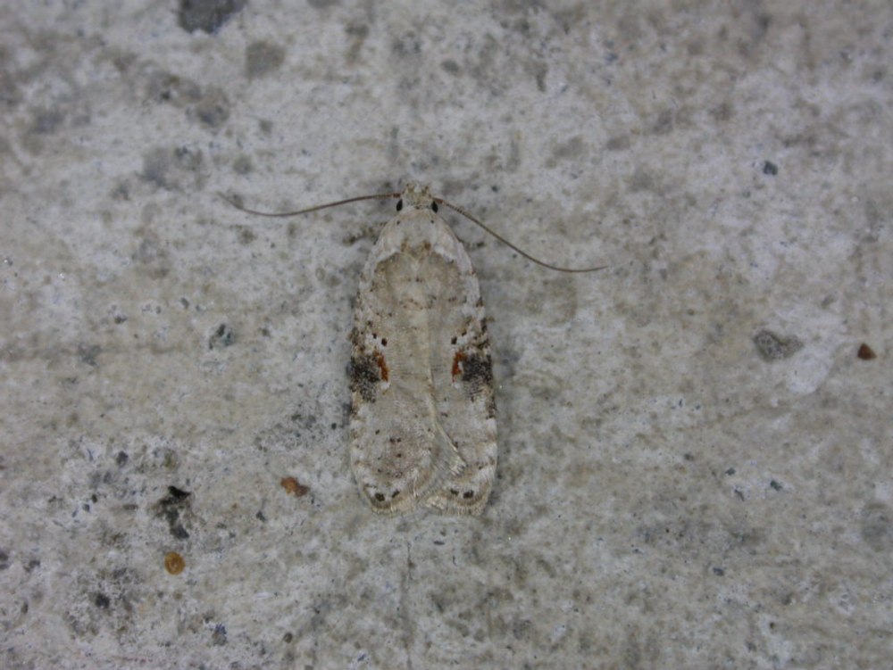 Agonopterix alstromeriana