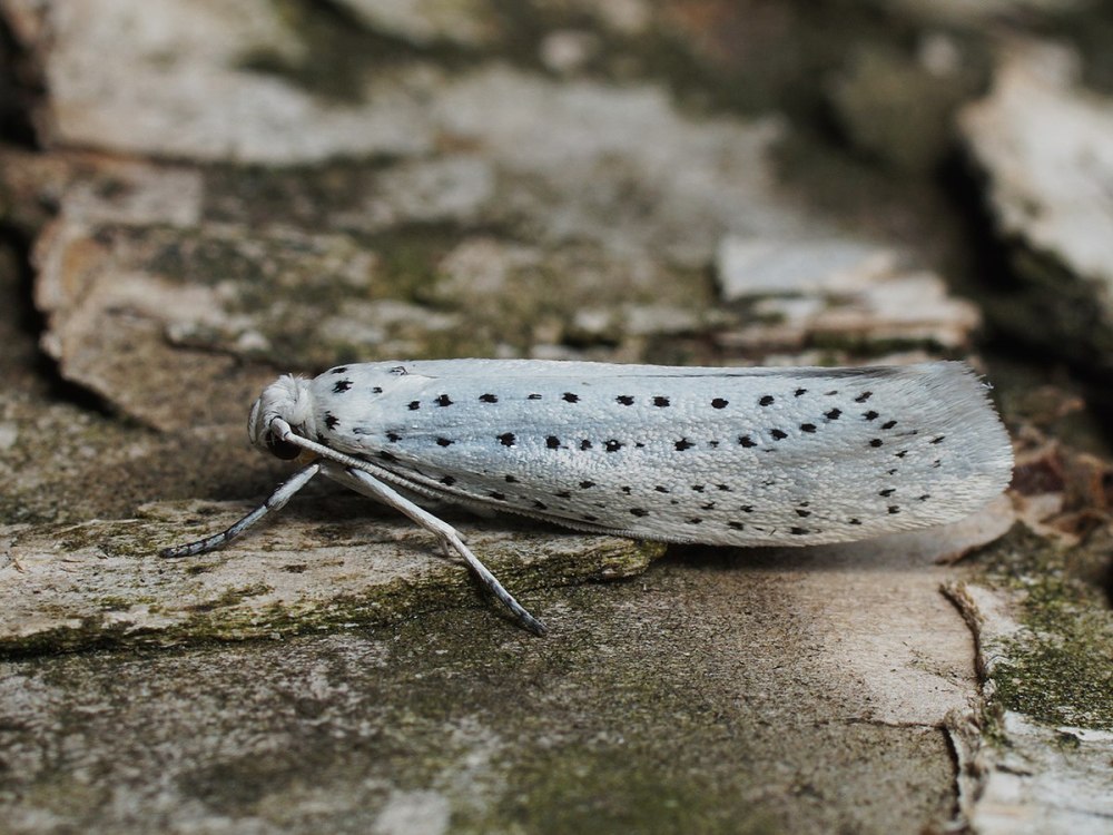 Yponomeuta evonymella (Linnaeus, 1758) - моль горностаевая Черёмуховая -