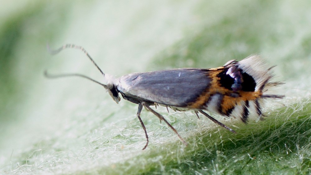 Рябиновая моль Argyresthia conjugella