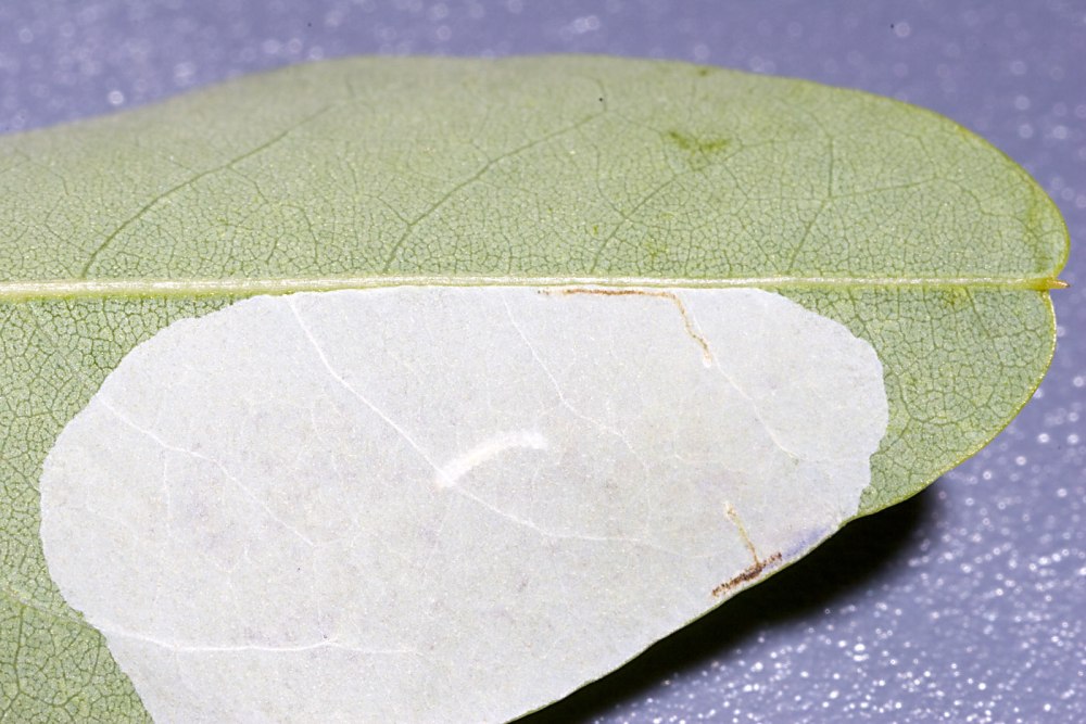 Macrosaccus robiniella