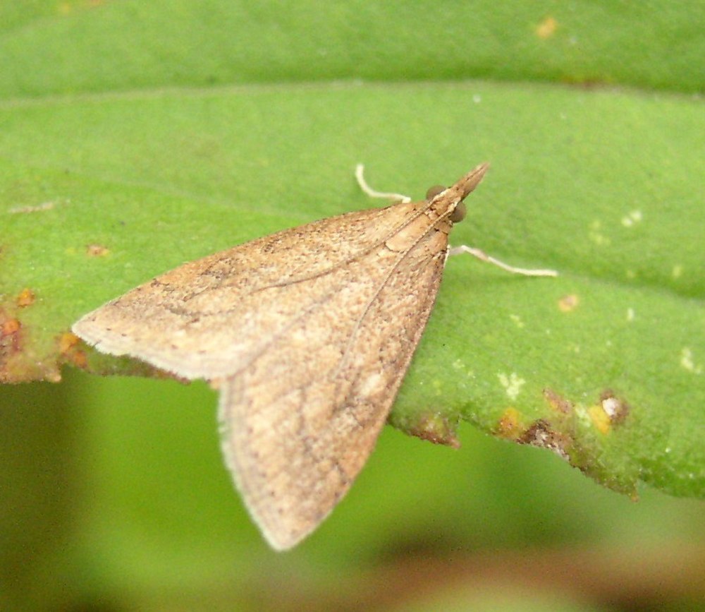 UDEA ferrugalis