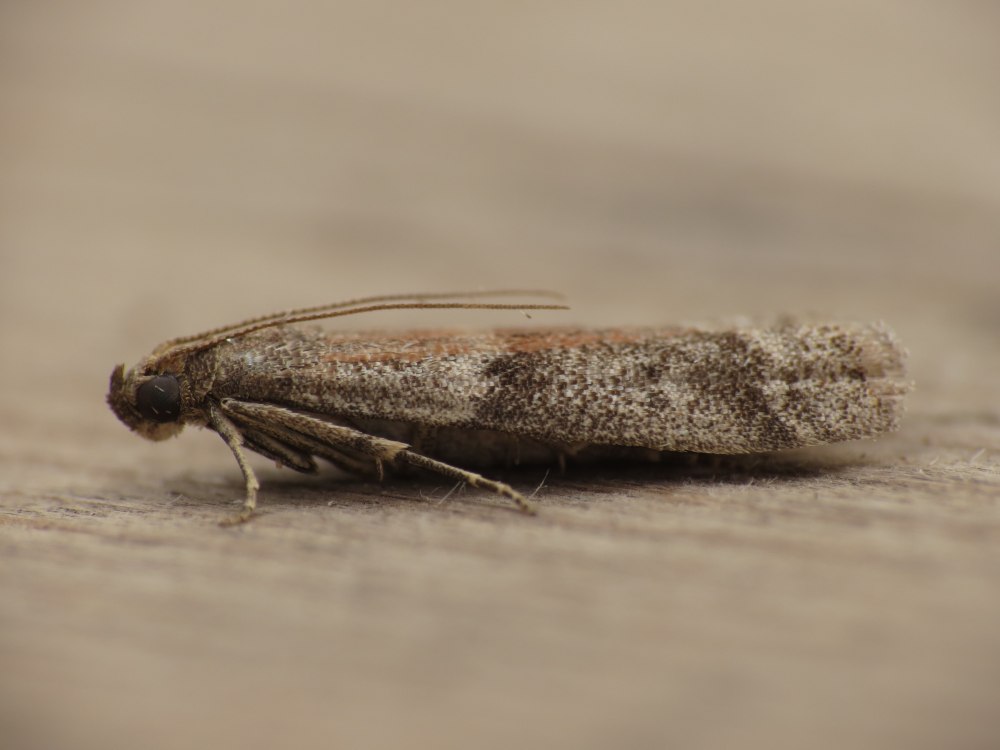 Sitophilus granarius, Tribolium confusum duv, Ephestia kuehniella Zell