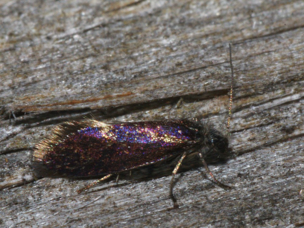 Eriocraniidae