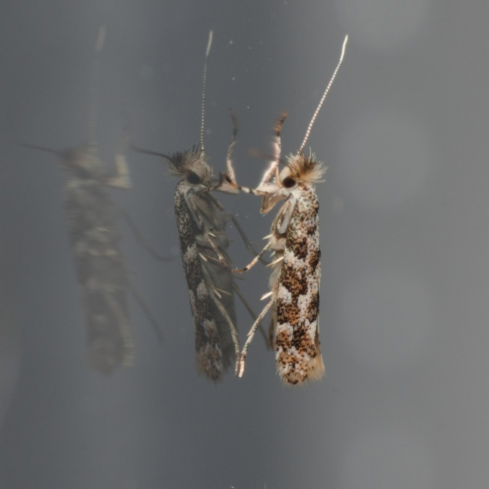 Phyllonorycter populifoliella