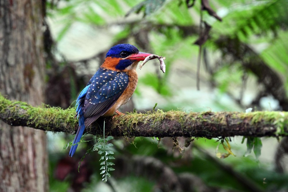 Blue-Kingfisher