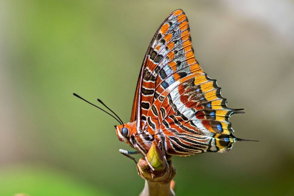Бабочка two tailed Pasha