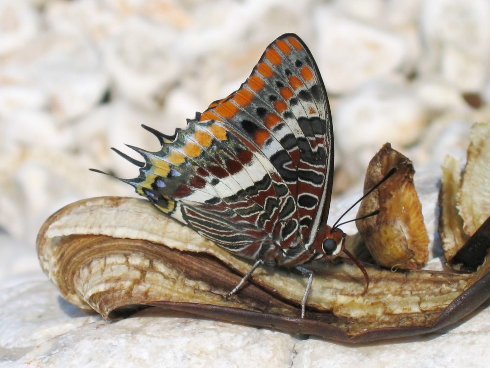 Charaxes candiope